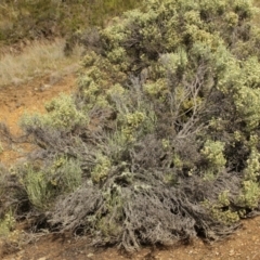 Ozothamnus cupressoides (Kerosine Bush) at Cooleman, NSW - 6 Feb 2021 by alexwatt