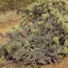 Ozothamnus cupressoides (Kerosine bush) at Kosciuszko National Park - 6 Feb 2021 by alex_watt