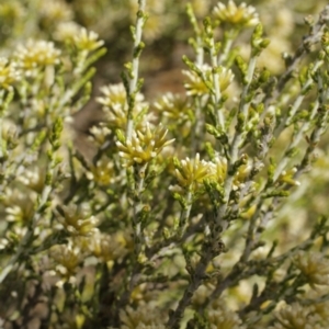 Ozothamnus cupressoides at Cooleman, NSW - 6 Feb 2021 11:27 PM