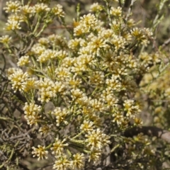 Ozothamnus cupressoides at Cooleman, NSW - 6 Feb 2021 11:27 PM