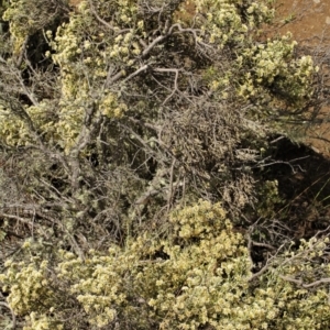 Ozothamnus cupressoides at Cooleman, NSW - 6 Feb 2021