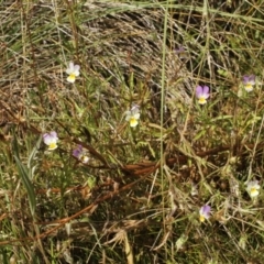 Viola arvensis (Heartsease, Field Pansy) at Cooleman, NSW - 6 Feb 2021 by alex_watt