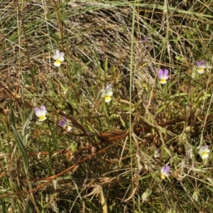 Viola arvensis at Cooleman, NSW - 6 Feb 2021 11:33 PM