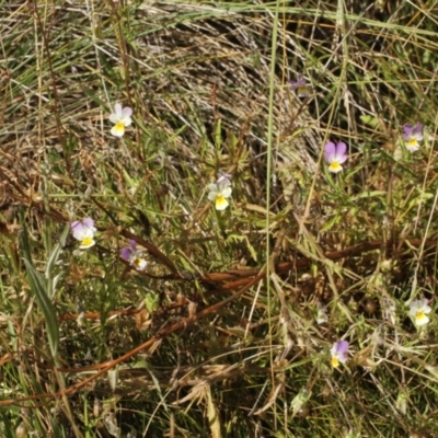 Viola arvensis (Heartsease, Field Pansy) at Cooleman, NSW - 6 Feb 2021 by alexwatt