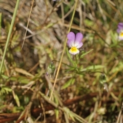 Viola arvensis at Cooleman, NSW - 6 Feb 2021