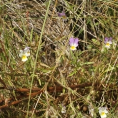 Viola arvensis at Cooleman, NSW - 6 Feb 2021