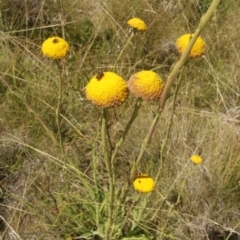 Craspedia sp. (Billy Buttons) at Cooleman, NSW - 6 Feb 2021 by alexwatt