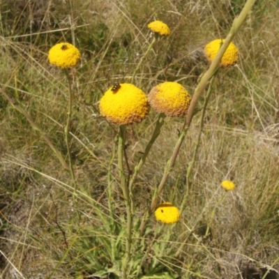 Craspedia sp. (Billy Buttons) at Kosciuszko National Park - 6 Feb 2021 by alex_watt