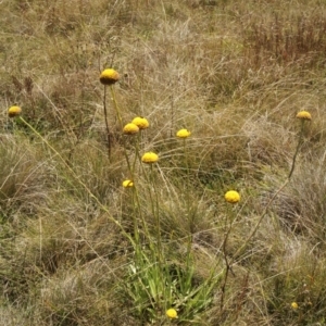 Craspedia sp. at Cooleman, NSW - 6 Feb 2021