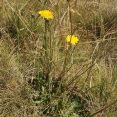 Hypochaeris radicata (Cat's Ear, Flatweed) at Cooleman, NSW - 6 Feb 2021 by alex_watt