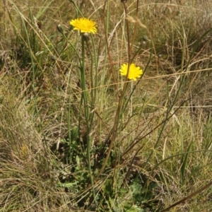 Hypochaeris radicata at Cooleman, NSW - 7 Feb 2021