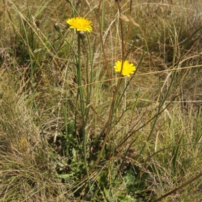 Hypochaeris radicata (Cat's Ear, Flatweed) at Cooleman, NSW - 7 Feb 2021 by alexwatt