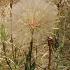 Tragopogon sp. (A Goatsbeard) at Cooleman, NSW - 7 Feb 2021 by alexwatt