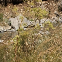 Foeniculum vulgare (Fennel) at Cooleman, NSW - 7 Feb 2021 by alexwatt