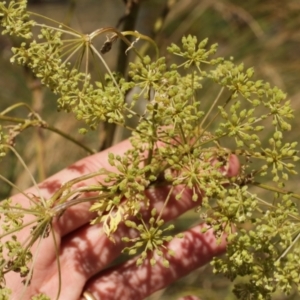 Foeniculum vulgare at Cooleman, NSW - 7 Feb 2021 12:51 AM