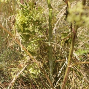 Foeniculum vulgare at Cooleman, NSW - 7 Feb 2021