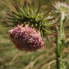 Carduus nutans (Nodding Thistle) at Cooleman, NSW - 7 Feb 2021 by alexwatt