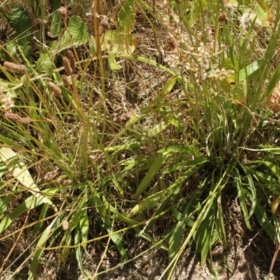 Plantago lanceolata (Ribwort Plantain, Lamb's Tongues) at Cooleman, NSW - 7 Feb 2021 by alexwatt