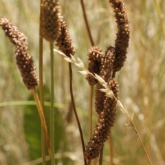 Plantago lanceolata at Cooleman, NSW - 7 Feb 2021