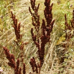 Rumex crispus (Curled Dock) at Cooleman, NSW - 7 Feb 2021 by alexwatt