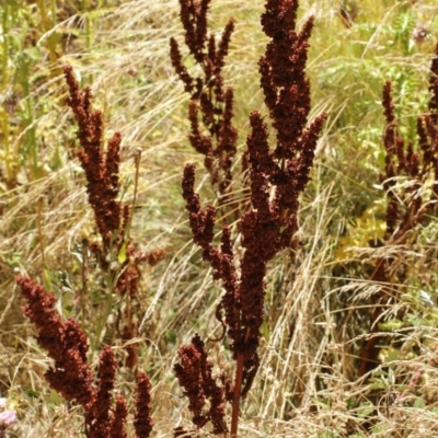 Rumex crispus (Curled Dock) at Cooleman, NSW - 6 Feb 2021 by alex_watt