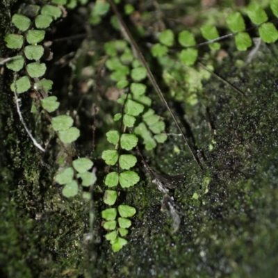 Asplenium trichomanes (Common Spleenwort) at Kosciuszko National Park - 6 Feb 2021 by alex_watt