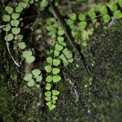 Asplenium trichomanes (Common Spleenwort) at Cooleman, NSW - 7 Feb 2021 by alexwatt