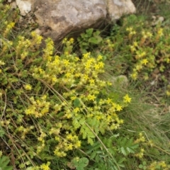 Sedum acre (Goldmoss Stonecrop) at Cooleman, NSW - 6 Feb 2021 by alex_watt