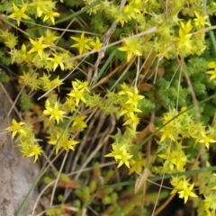 Sedum acre at Cooleman, NSW - 7 Feb 2021