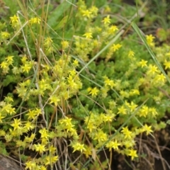 Sedum acre at Cooleman, NSW - 7 Feb 2021 01:02 AM