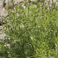 Salix sp. at Cooleman, NSW - 7 Feb 2021