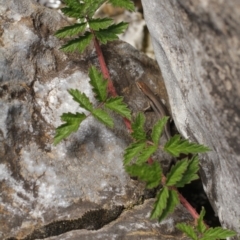 Rubus parvifolius (Native Raspberry) at Kosciuszko National Park - 6 Feb 2021 by alex_watt