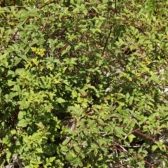 Rubus parvifolius at Cooleman, NSW - 7 Feb 2021 01:33 AM