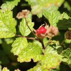 Rubus parvifolius at Cooleman, NSW - 7 Feb 2021 01:33 AM