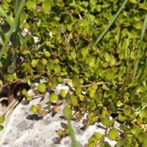 Muehlenbeckia axillaris at Cooleman, NSW - 7 Feb 2021 01:03 AM