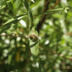 Vespula germanica (European wasp) at Cooleman, NSW - 6 Feb 2021 by alex_watt