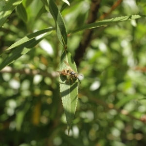 Vespula germanica at Cooleman, NSW - 7 Feb 2021