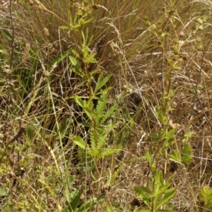 Potentilla recta at Cooleman, NSW - 7 Feb 2021 01:06 AM