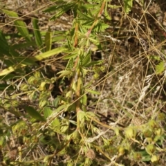 Potentilla recta at Cooleman, NSW - 7 Feb 2021 01:06 AM