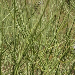 Chondrilla juncea at Cooleman, NSW - 7 Feb 2021