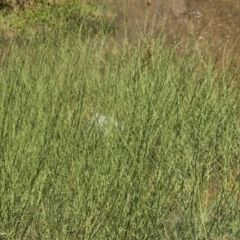 Chondrilla juncea at Cooleman, NSW - 7 Feb 2021