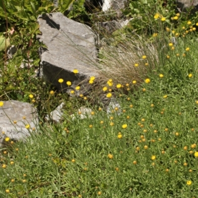 Coronidium monticola (Mountain Button Everlasting) at Kosciuszko National Park - 6 Feb 2021 by alex_watt