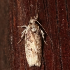 Ardozyga (genus) (Twirler moth, gelechiid moth) at Melba, ACT - 11 Feb 2021 by kasiaaus
