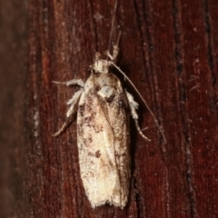 Ardozyga (genus) (Twirler moth (Gelechioidae) at Melba, ACT - 12 Feb 2021 by kasiaaus