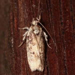 Ardozyga (genus) at Melba, ACT - 12 Feb 2021