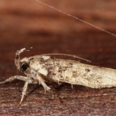 Ardozyga (genus) at Melba, ACT - 12 Feb 2021