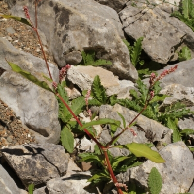 Persicaria lapathifolia (Pale Knotweed) at Cooleman, NSW - 6 Feb 2021 by alex_watt