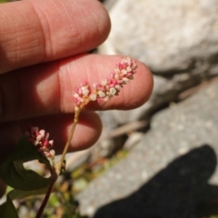 Persicaria lapathifolia at Cooleman, NSW - 7 Feb 2021