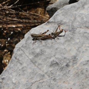 Macrotona australis at Cooleman, NSW - 7 Feb 2021