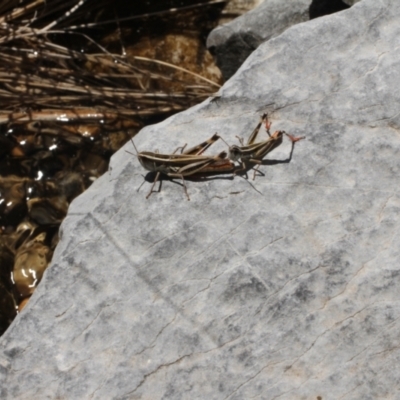 Macrotona australis (Common Macrotona Grasshopper) at Cooleman, NSW - 7 Feb 2021 by alexwatt